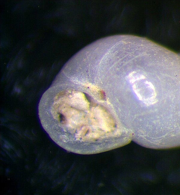 Odostomia da determinare